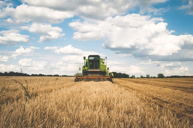 green tractor plowing field of wheat 