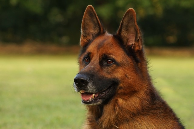 german shepherd dog with ears up in field